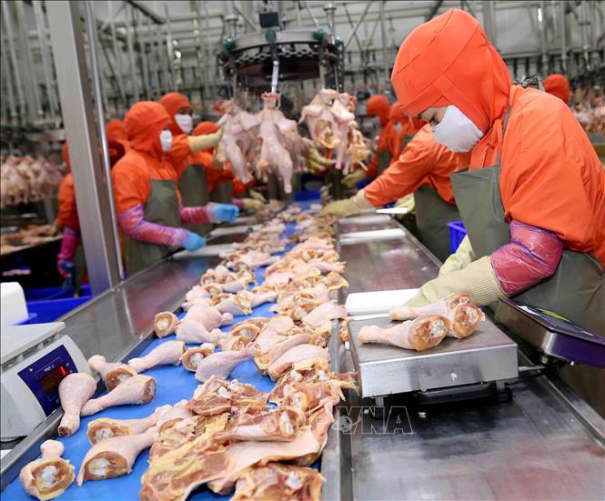 vna_potal_cong_ty_co_phan_chan_nuoi_cp_viet_nam_cung_cap_1800_tan_san_pham_phuc_vu_thi_truong_...jpg
